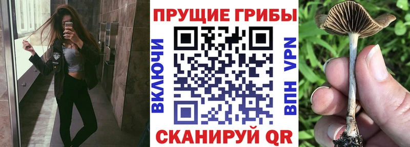 хочу наркоту  Кубинка  Псилоцибиновые грибы Psilocybe 